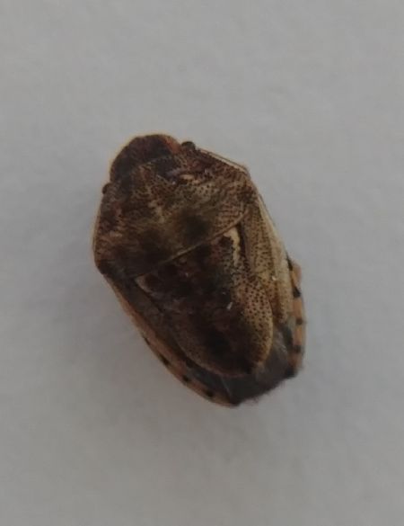 Neottiglossa leporina 