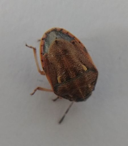 Neottiglossa leporina 
