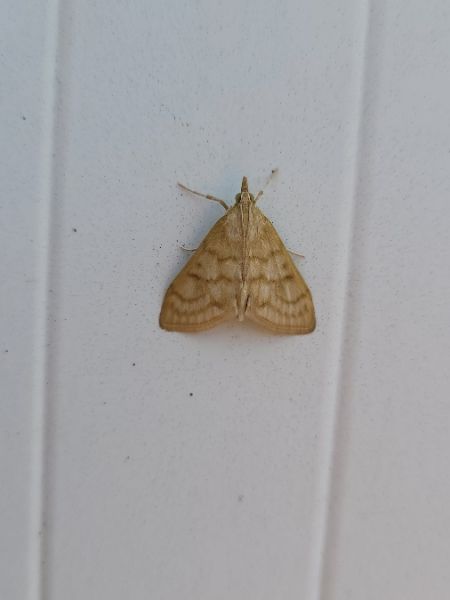 Paracorsia repandalis  - Thomas Lux