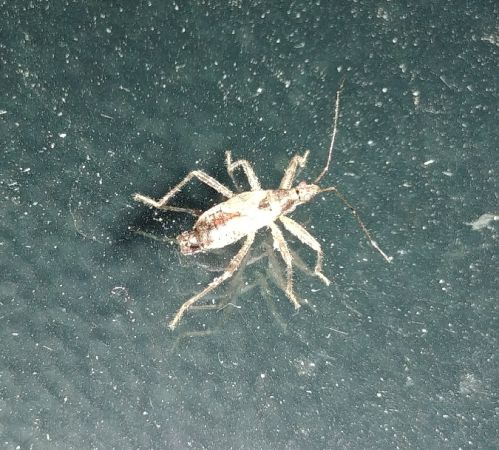 Himacerus mirmicoides 
