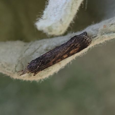 Melissoblaptes zelleri  - Thomas Lux