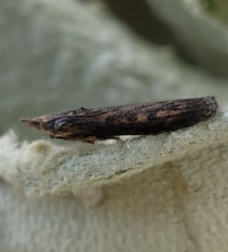 Melissoblaptes zelleri  - Thomas Lux