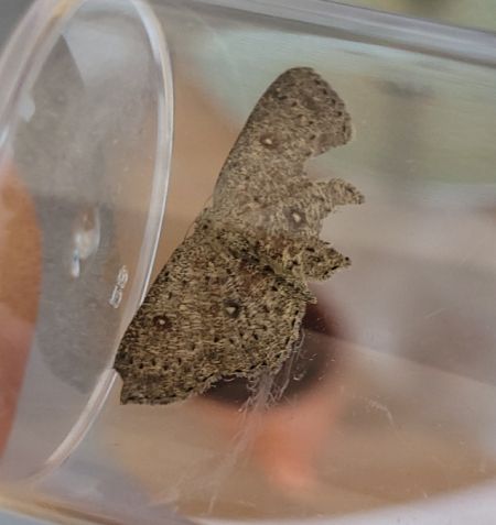 Cyclophora pendularia  - Thomas Lux