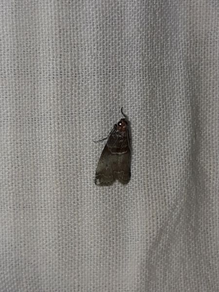 Acrobasis advenella  - Sylvain Lethuillier