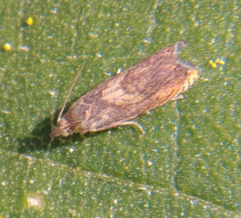 Dichrorampha vancouverana 