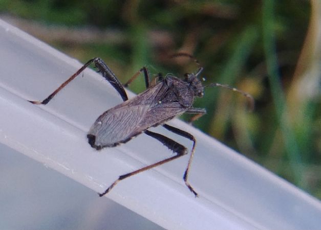 Alydus calcaratus 