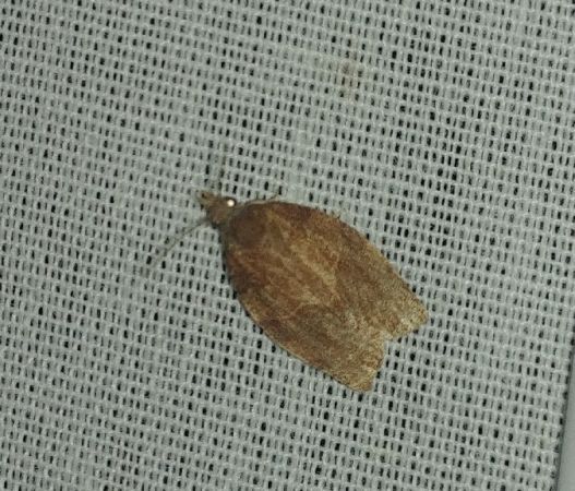Pandemis heparana 