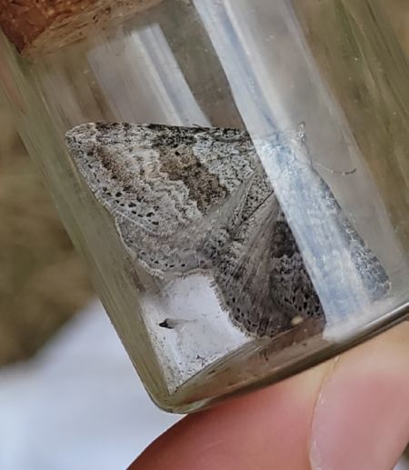 Scotopteryx bipunctaria  - Thomas Lux