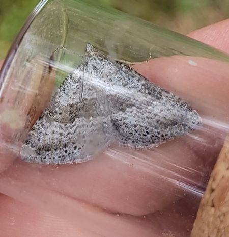 Scotopteryx bipunctaria  - Thomas Lux