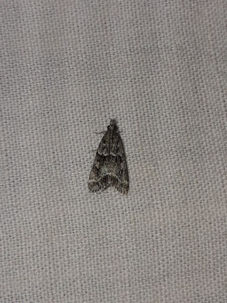 Eudonia mercurella  - Sylvain Lethuillier