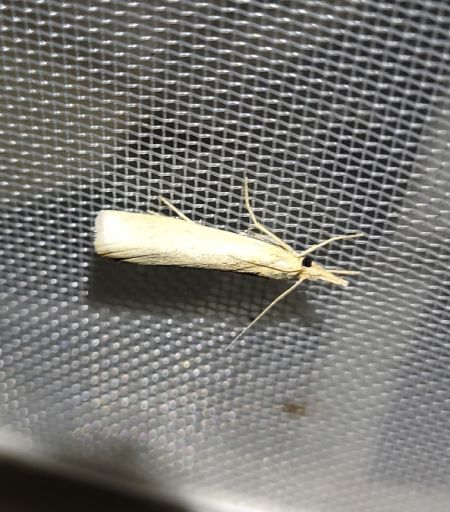 Crambus perlé  - Thomas Lux