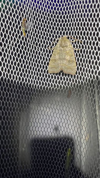 Ipimorpha subtusa  - Melchior Viallet