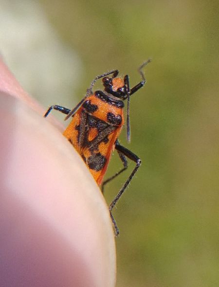 Corizus hyoscyami hyoscyami 