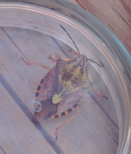 Carpocoris pudicus 