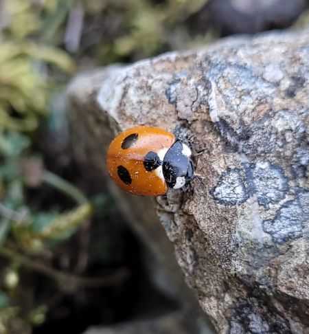 Coccinella magnifica  - Thomas Lux