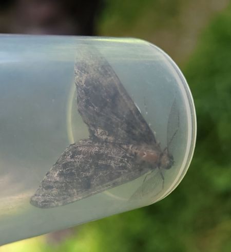 Deileptenia ribeata  - Thomas Lux