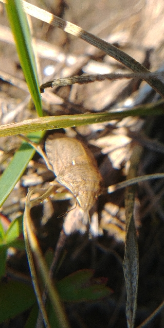 Eurygaster maura 