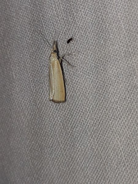 Agriphila straminella  - Sylvain Lethuillier