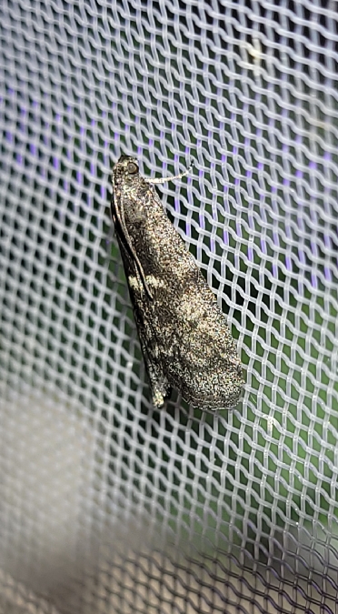 Apomyelois bistriatella  - Thomas Lux