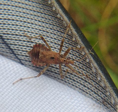 Himacerus apterus 