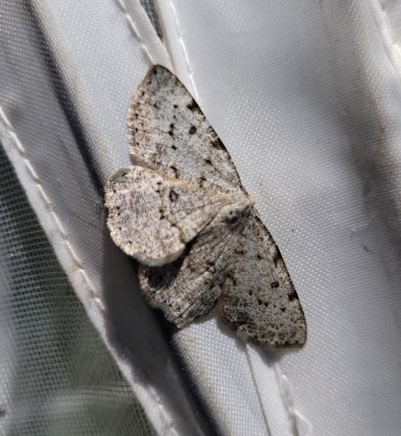 Elophos dilucidaria  - Thomas Lux