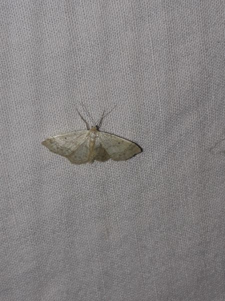 Idaea biselata  - Sylvain Lethuillier