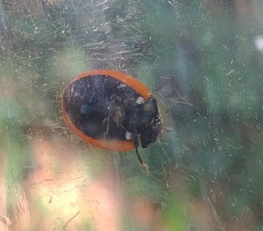 Coccinella magnifica 
