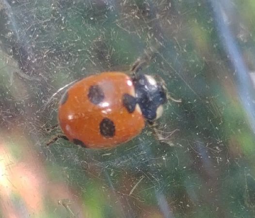 Coccinella magnifica 