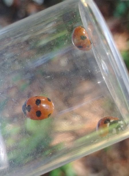 Coccinella magnifica 