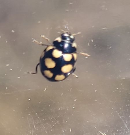 Coccinelle aux 14 points jaunes  - Thomas Lux