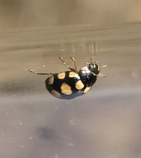 Coccinula quatuordecimpustulata  - Thomas Lux
