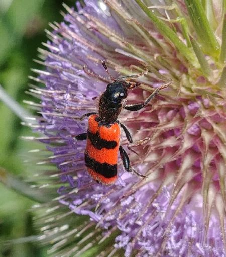 Clairon des abeilles 
