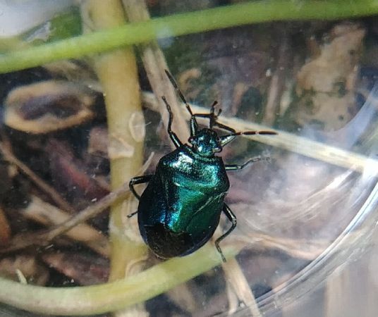 Zicrona caerulea 