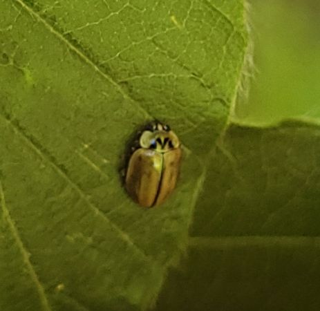 Aphidecta obliterata  - Thomas Lux