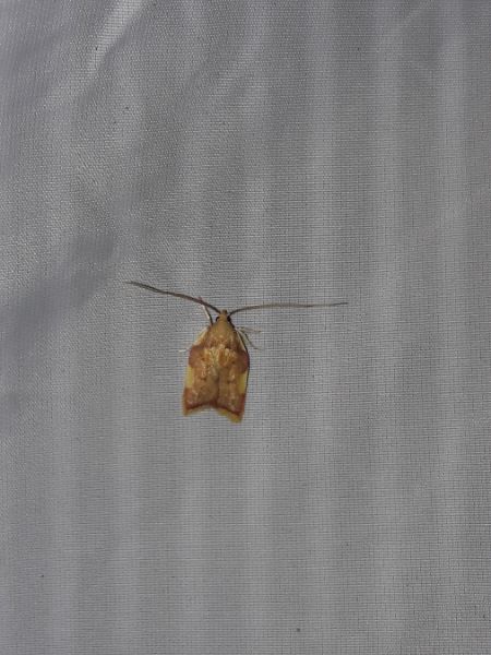 Carcina quercana  - Sylvain Lethuillier