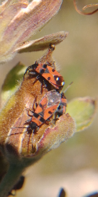 Horvathiolus superbus 
