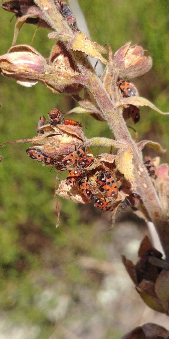 Horvathiolus superbus 