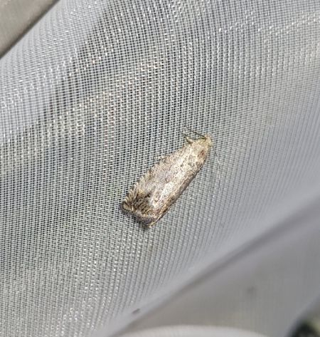 Cydia splendana  - Thomas Lux