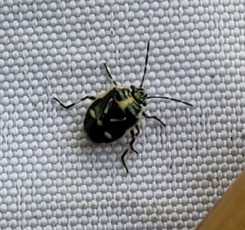 Eurydema oleracea  - Thomas Lux