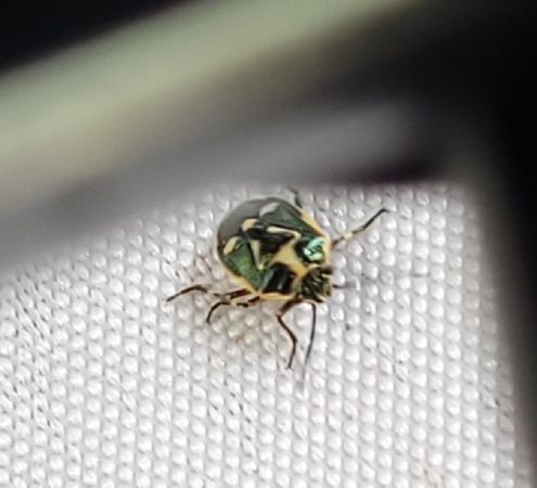 Eurydema oleracea  - Thomas Lux
