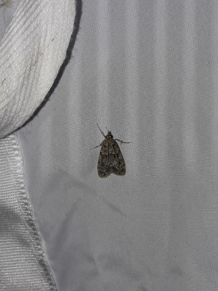 Eudonia mercurella  - Sylvain Lethuillier