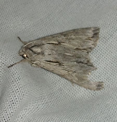 Auchmis detersa 