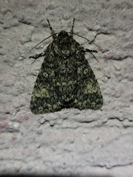 Acronicta megacephala  - Thomas Lux