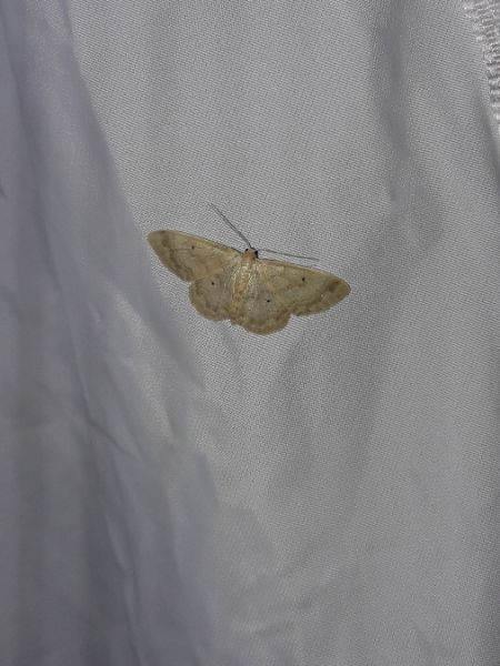 Idaea biselata  - Sylvain Lethuillier