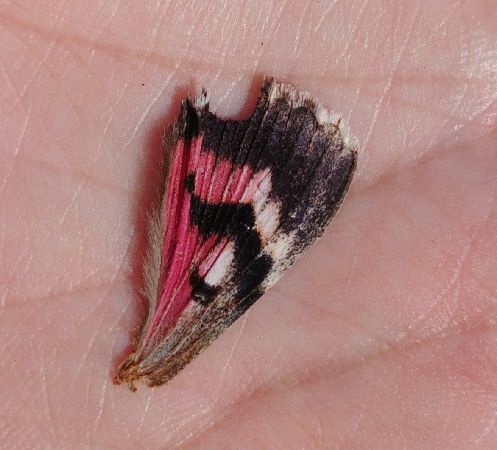 Catocala sponsa 