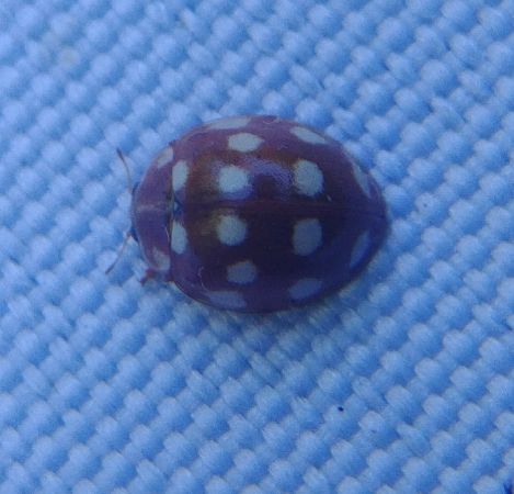 Coccinelle à 14 points 