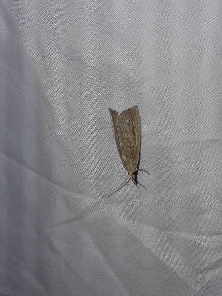 Chilo phragmitella  - Sylvain Lethuillier