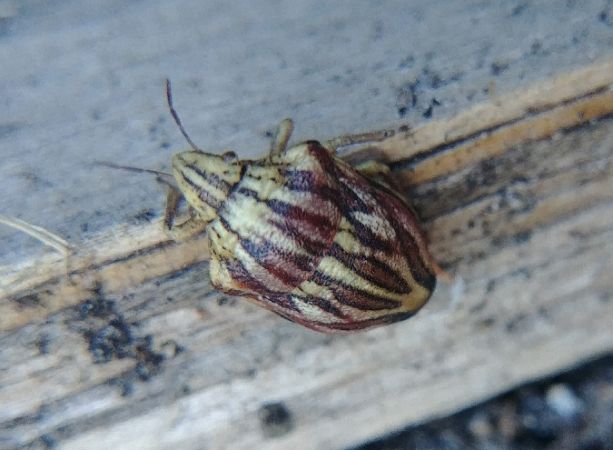 Odontotarsus purpureolineatus 
