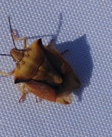Carpocoris fuscispinus 