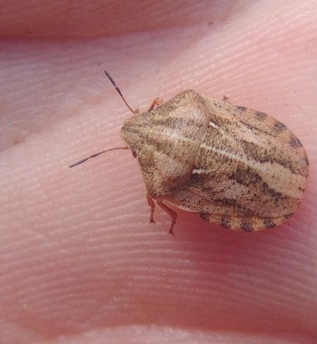 Eurygaster testudinaria 